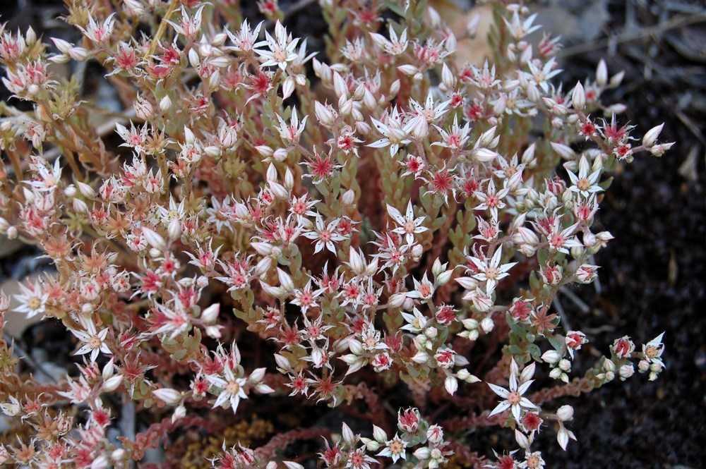 Un po'' di Sedum
